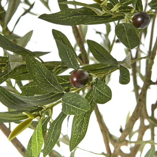 Apulia Olive Tree in White Pot – 240 cm Tall Realistic Indoor Decor