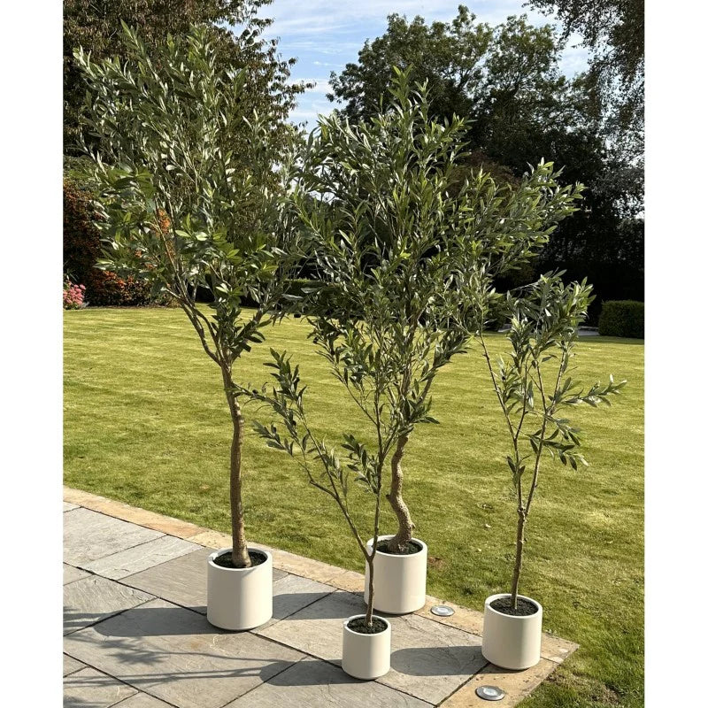 Apulia Olive Tree in White Pot – 240 cm Tall Realistic Indoor Decor
